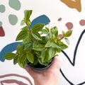 Peperomia angulata 'Rocca Vivace' - Sprouts of Bristol