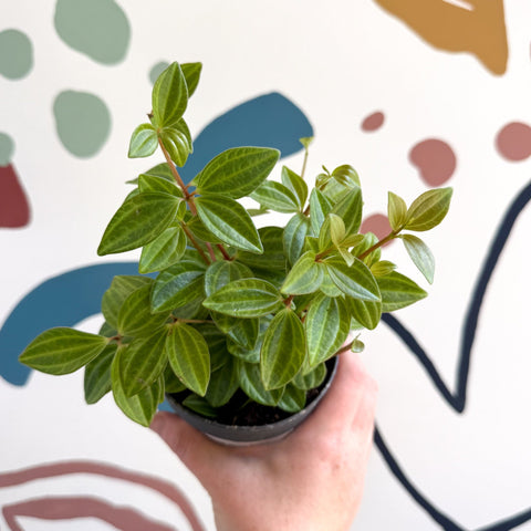 Peperomia angulata 'Rocca Vivace' - Sprouts of Bristol