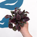 Peperomia caperata 'Cayenne' - Radiator Plant - Sprouts of Bristol