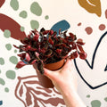 Peperomia columbiana ‘Metallica’ - Sprouts of Bristol