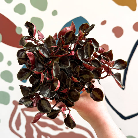 Peperomia columbiana ‘Metallica’ - Sprouts of Bristol