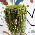 Peperomia prostrata - String of Turtles - Sprouts of Bristol
