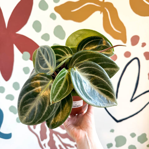 Peperomia pseudovariegata var. sarcophylla - Sprouts of Bristol