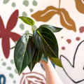 Peperomia ‘Vanilla’ - Sprouts of Bristol
