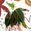 Peperomia ‘Vanilla’ - Sprouts of Bristol