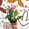 Phalaenopsis 'Andorra' - Pale Pink Moth Orchid - Sprouts of Bristol