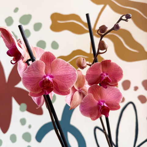 Phalaenopsis 'Anthura Narbonne' - Peach Pink Moth Orchid - Sprouts of Bristol