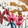 Phalaenopsis 'Anthura Narbonne' - Peach Pink Moth Orchid - Sprouts of Bristol