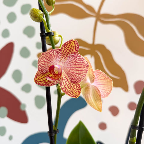Phalaenopsis 'Anthura Ravello' - Pink and Peach Moth Orchid - Sprouts of Bristol