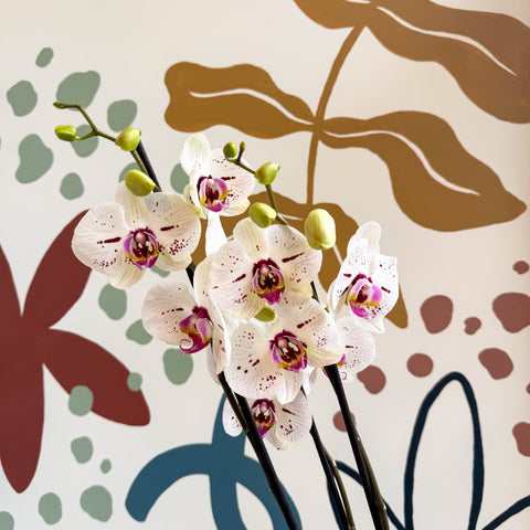 Phalaenopsis 'Bohemian Goya' - Pink and White Moth Orchid - Sprouts of Bristol