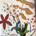 Phalaenopsis 'Bohemian Goya' - Pink and White Moth Orchid - Sprouts of Bristol