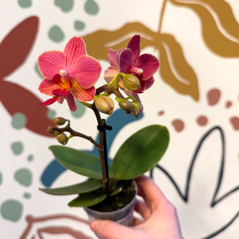 Phalaenopsis 'Daphne' - Moth Orchid - Sprouts of Bristol