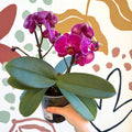 Phalaenopsis - Deep Pink Moth Orchid - Sprouts of Bristol