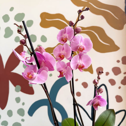 Phalaenopsis 'Elion' - Pink Moth Orchid - Sprouts of Bristol