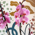 Phalaenopsis 'Elion' - Pink Moth Orchid - Sprouts of Bristol