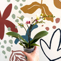 Phalaenopsis 'Gibraltar' - White & Dark Pink Moth Orchid - Sprouts of Bristol