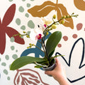Phalaenopsis 'Gibraltar' - White & Dark Pink Moth Orchid - Sprouts of Bristol