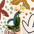 Phalaenopsis - Pale Peachy Pink Moth Orchid - Sprouts of Bristol