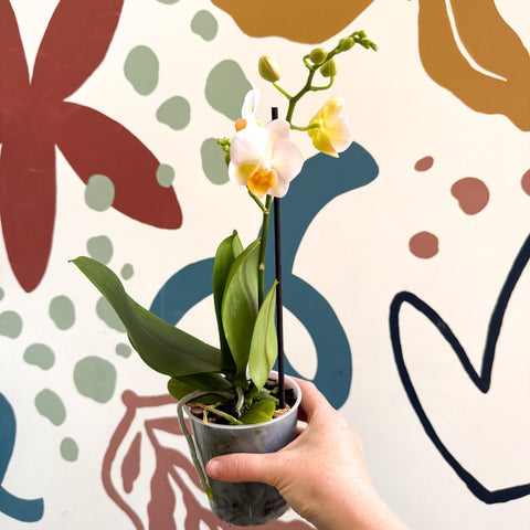 Phalaenopsis - Pale Peachy Pink Moth Orchid - Sprouts of Bristol