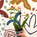 Phalaenopsis - Pale Yellow and Pink Tiny Spotted Moth Orchid - Sprouts of Bristol