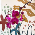 Phalaenopsis - Purple Moth Orchid - Sprouts of Bristol