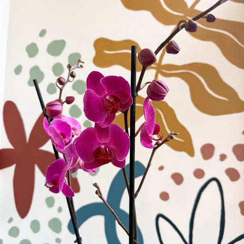 Phalaenopsis - Purple Moth Orchid - Sprouts of Bristol