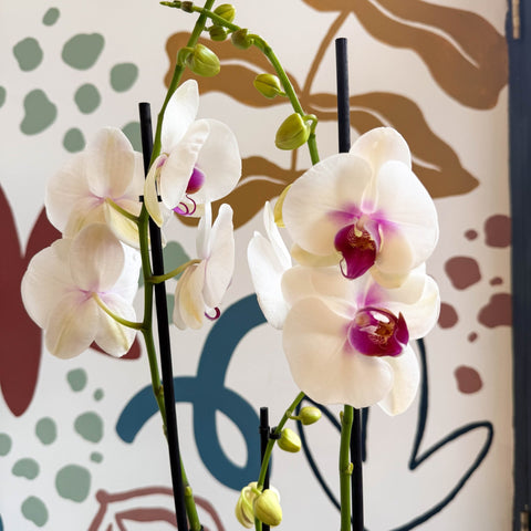 Phalaenopsis 'Red Lips' - Pink Moth Orchid - Sprouts of Bristol