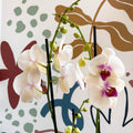 Phalaenopsis 'Red Lips' - Pink Moth Orchid - Sprouts of Bristol