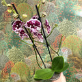 Phalaenopsis ‘Speechless Elegance’ – Moth Orchid - Sprouts of Bristol