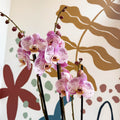 Phalaenopsis 'Spotted World' - Pink Spotty Moth Orchid - Sprouts of Bristol
