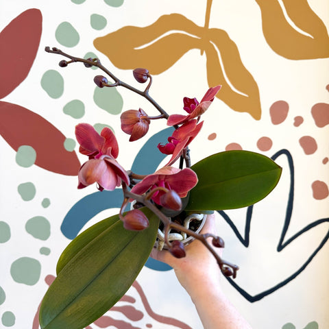 Phalaenopsis 'Spritz' - Orange Red Moth Orchid - Sprouts of Bristol