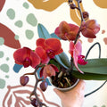 Phalaenopsis 'Spritz' - Orange Red Moth Orchid - Sprouts of Bristol