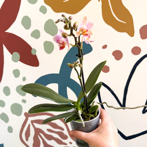 Phalaenopsis 'Treviso' - Pale Pink Moth Orchid - Sprouts of Bristol