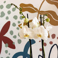 Phalaenopsis - White Moth Orchid - Sprouts of Bristol