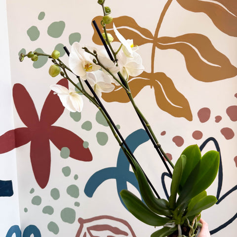 Phalaenopsis - White Moth Orchid - Sprouts of Bristol