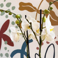 Phalaenopsis - White Moth Orchid - Sprouts of Bristol