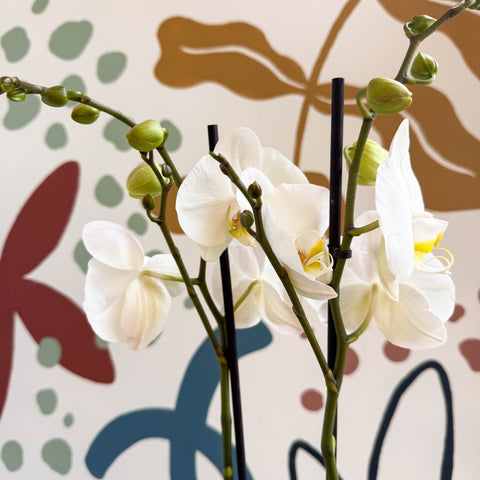Phalaenopsis - White Moth Orchid - Sprouts of Bristol