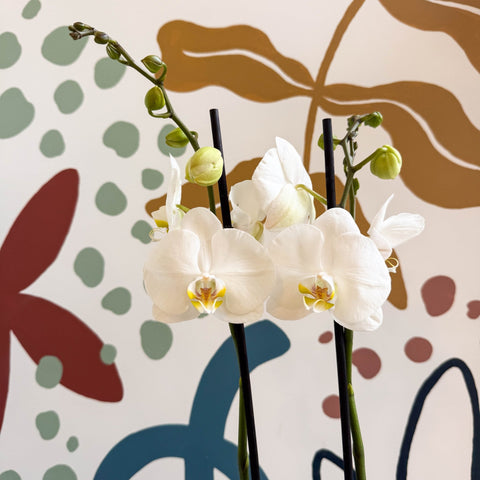 Phalaenopsis - White Moth Orchid - Sprouts of Bristol