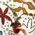 Philodendron bipinnatifidum 'Choco Empress' - Sprouts of Bristol