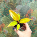Philodendron 'Cherry Red' - Sprouts of Bristol