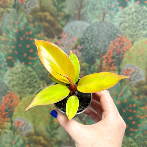 Philodendron 'Cherry Red' - Sprouts of Bristol