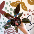 Philodendron erubescens 'Pink Princess Marble' - Sprouts of Bristol