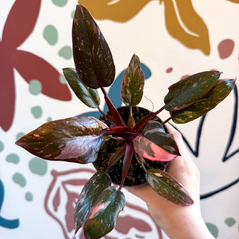 Philodendron erubescens 'Pink Princess Marble' - Sprouts of Bristol