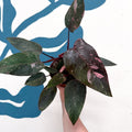 Philodendron erubescens 'Pink Princess Marble' - Sprouts of Bristol