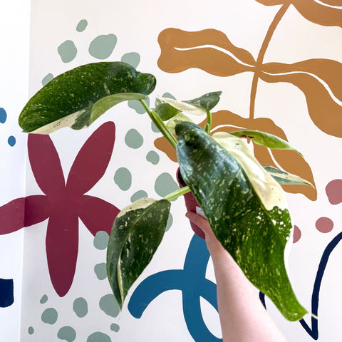 Philodendron ‘Jose Buono’ – Variegated Giant Leaf Philodendron - Sprouts of Bristol