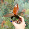 Philodendron 'Sun Red' - Sprouts of Bristol