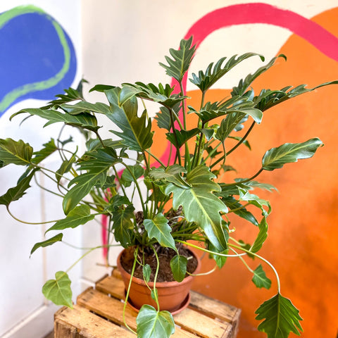 Philodendron xanadu - Sprouts of Bristol