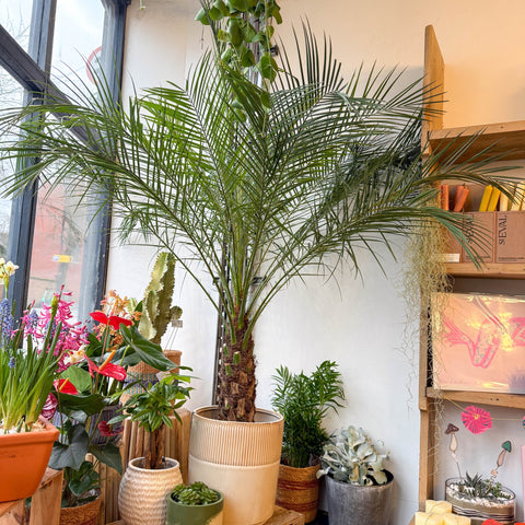 Phoenix roebelenii - Pygmy Date Palm - Sprouts of Bristol