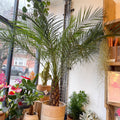 Phoenix roebelenii - Pygmy Date Palm - Sprouts of Bristol