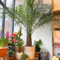 Phoenix roebelenii - Pygmy Date Palm - Sprouts of Bristol